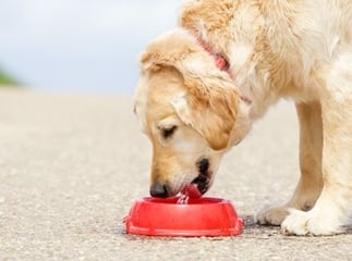 chien boit beaucoup
